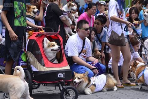 養兩隻狗 迷信|狗年狗來富 家裡養狗數量有學問？！